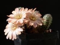 Thumbnail of 1729_Rebutia rosalbiflora_20140502(1).jpg